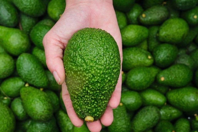 El aguacate de origen controlado; una apuesta por el cultivo responsable