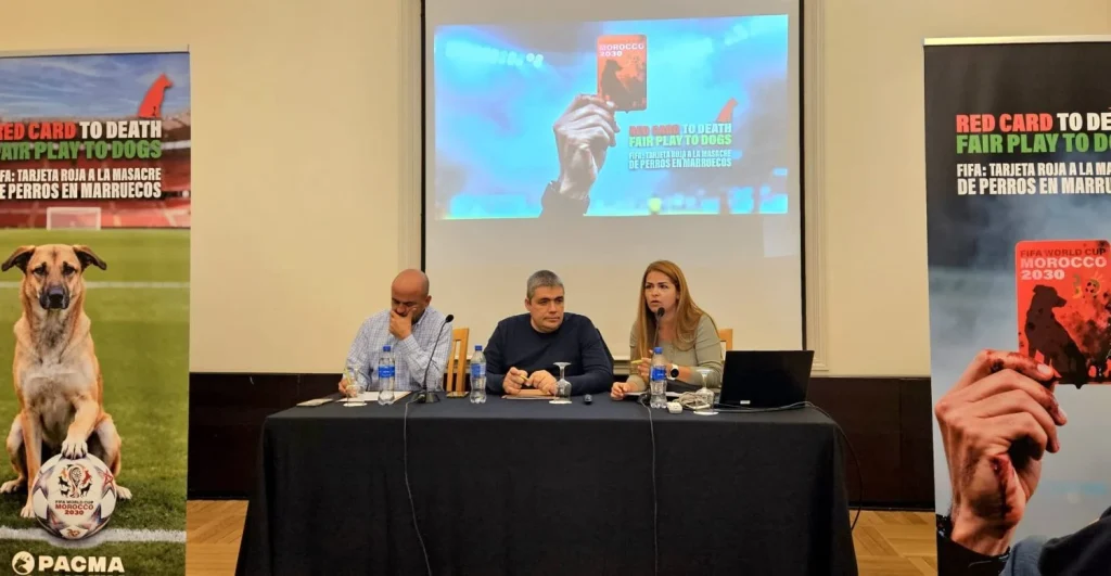 Denuncian las matanzas de perros en Marruecos por el Mundial 2030 que ponen a prueba a la RFEF y la FIFA 2 pacma campaña perros marruecos mundial 2030