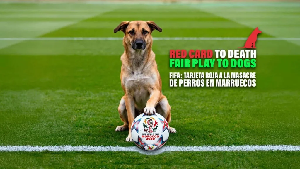 Denuncian las matanzas de perros en Marruecos por el Mundial 2030 que ponen a prueba a la RFEF y la FIFA 1 Imagen de la campaña de PACMA denunciando matanzas de perros en Marruecos