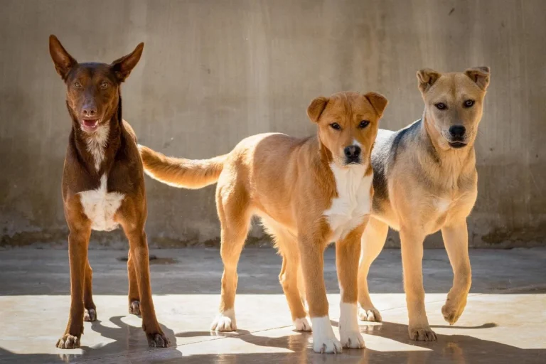 Confirmado el primer caso de rabia en Melilla en 2026: un perro procedente de Marruecos da positivo