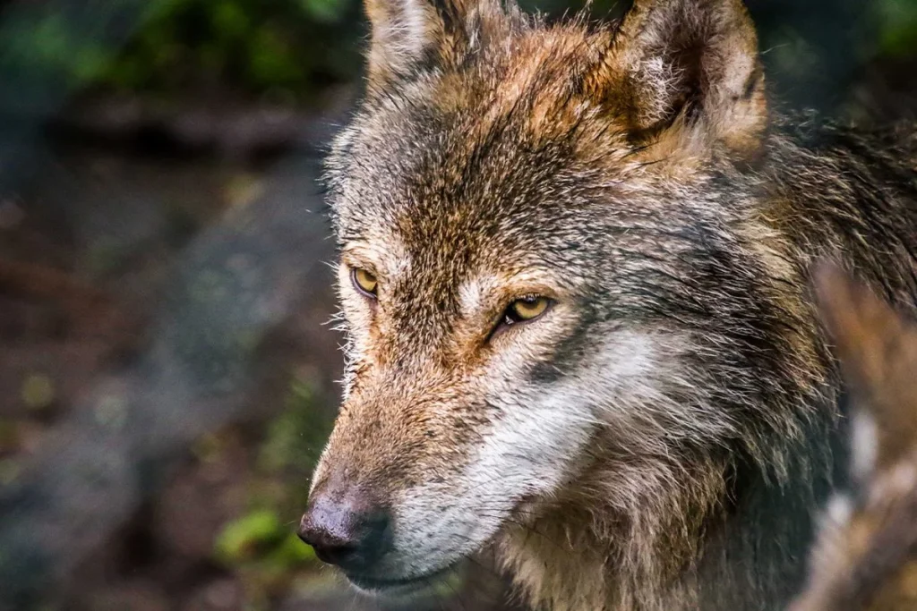 Comportamiento inédito de lobos utilizando herramientas para cazar desafía teorías previas de la etología