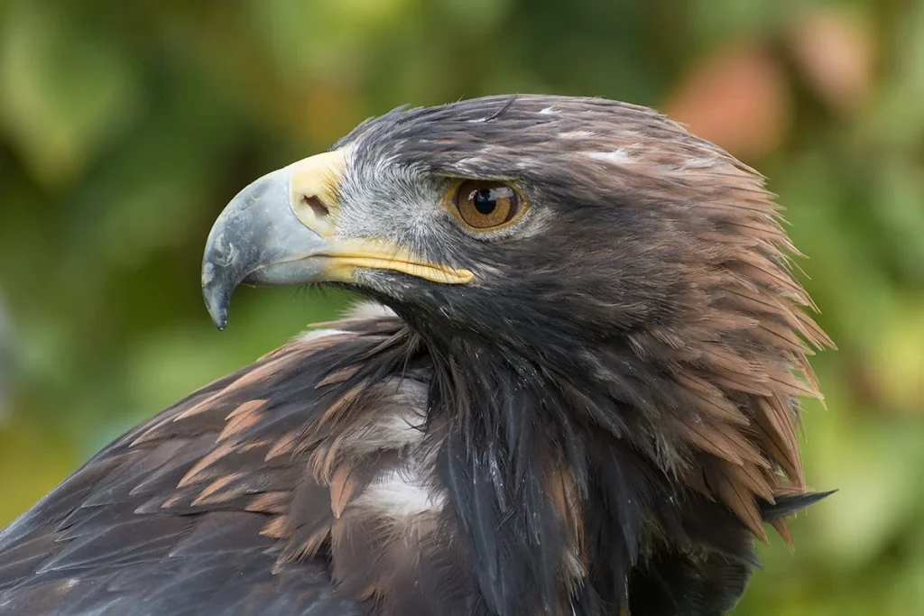 El misterio de la navegación de las aves se resuelve al encontrar un órgano clave en su anatomía