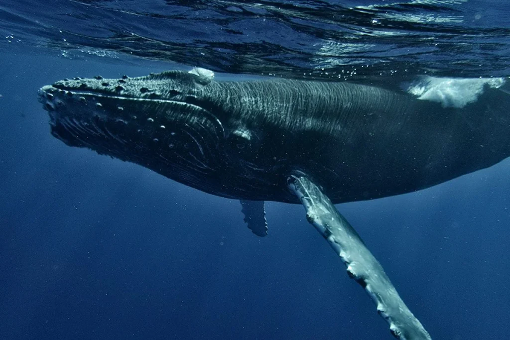 El misterio del Pacífico revela una criatura extraña nunca antes vista por investigadores