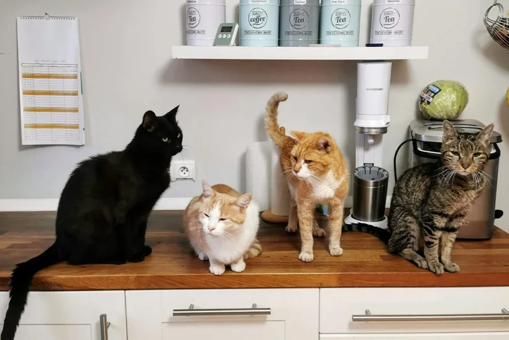 El origen de los gatos es distinto al creído según nuevas evidencias de ADN ancestral