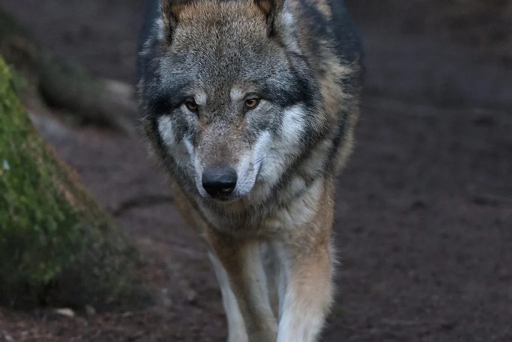 El vídeo revela que lobos pueden cazar con herramientas, demostrando capacidades cognitivas sorprendentes