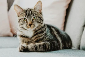Estudio de ADN antiguo reescribe el origen evolutivo de los gatos domésticos modernos