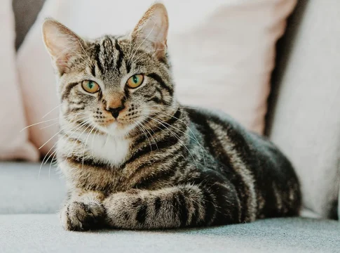 Estudio de ADN antiguo reescribe el origen evolutivo de los gatos domésticos modernos Estudio de ADN antiguo reescribe el origen evolutivo de los gatos domésticos modernos