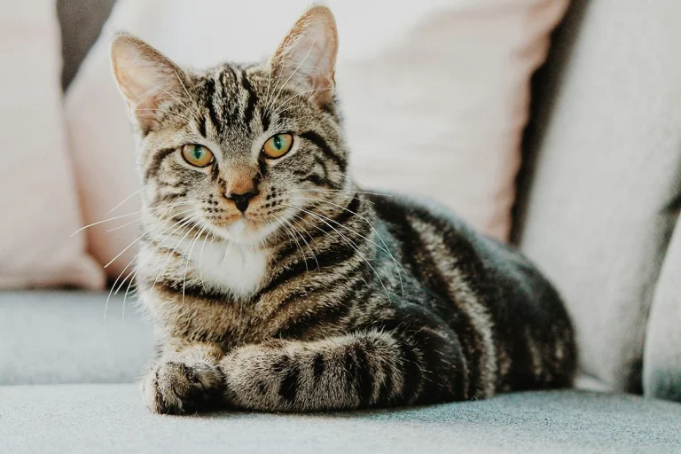 Ni más asma ni más alergias: lo que realmente ocurre cuando los niños viven con gatos