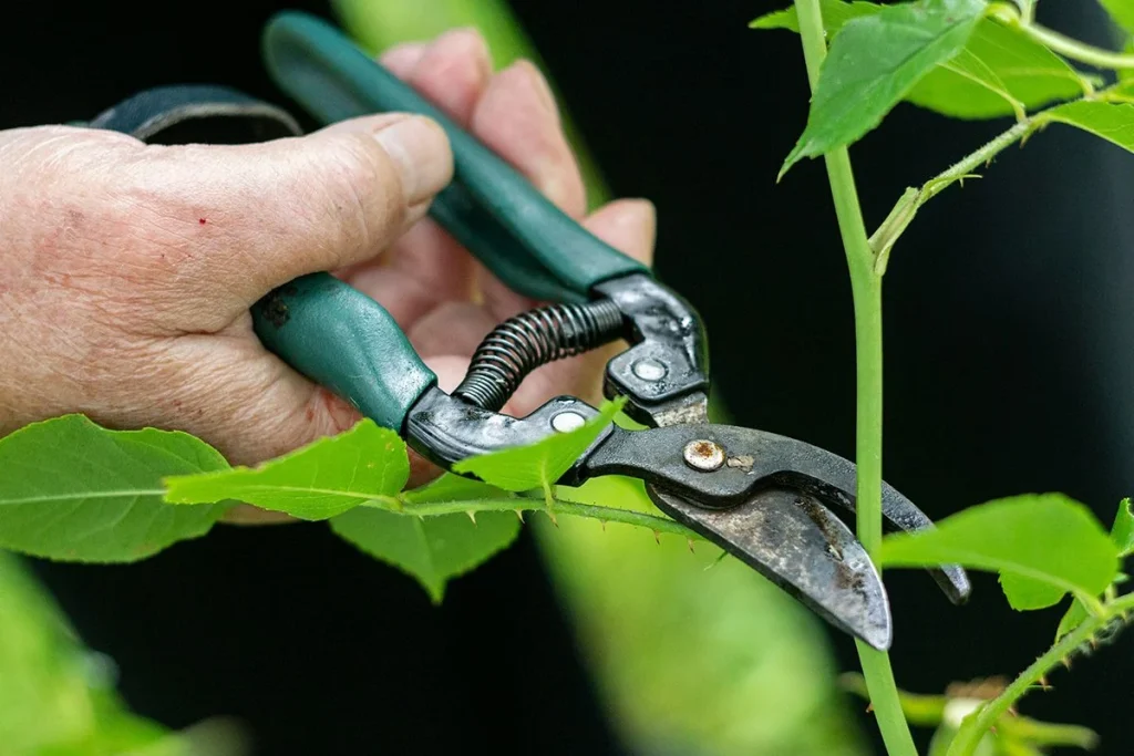 Experimentos de botánica espacial de la NASA requieren personal experto en cuidado de plantas