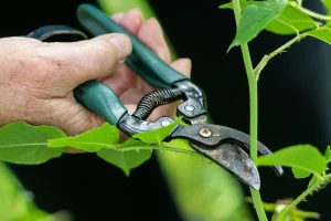 Experimentos de botánica espacial de la NASA requieren personal experto en cuidado de plantas