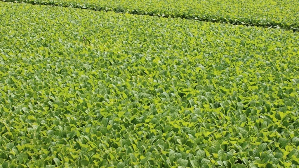 Extremadura, epicentro de un terremoto silencioso