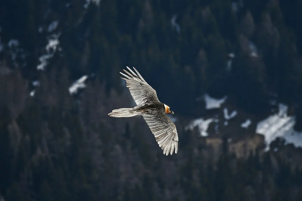 Hallazgo biológico en la sierra de Cádiz confirma la vuelta de una especie considerada desaparecida