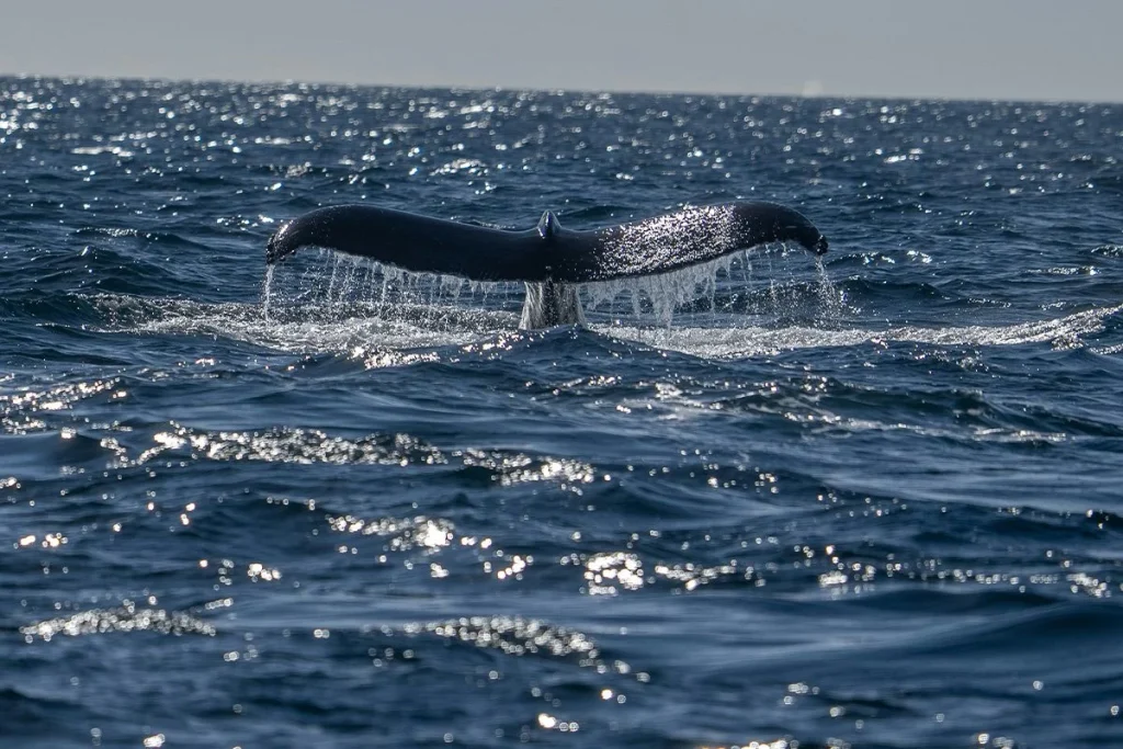 Hallazgo de una nueva especie en las profundidades del Pacífico asombra a la comunidad biológica