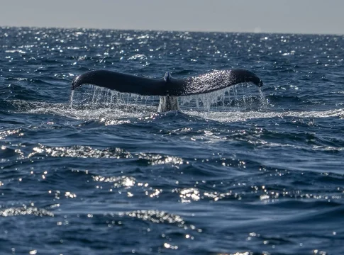 Hallazgo de una nueva especie en las profundidades del Pacífico asombra a la comunidad biológica Hallazgo de una nueva especie en las profundidades del Pacífico asombra a la comunidad biológica