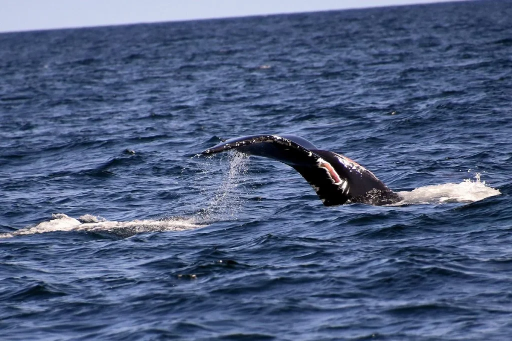 Identifican una criatura inédita en el océano Pacífico que desafía la clasificación científica