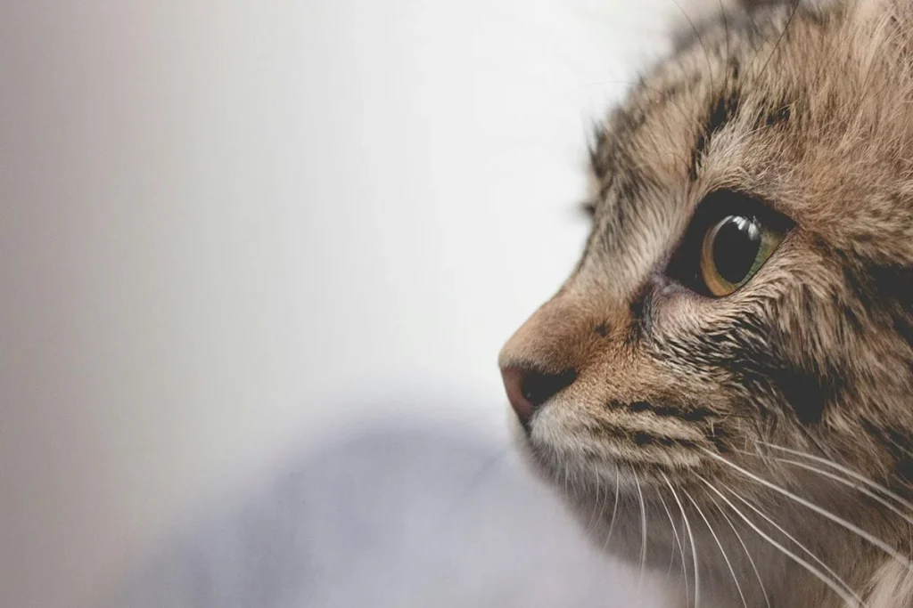 Investigación genética desvela que los gatos domésticos provienen de linajes inesperados