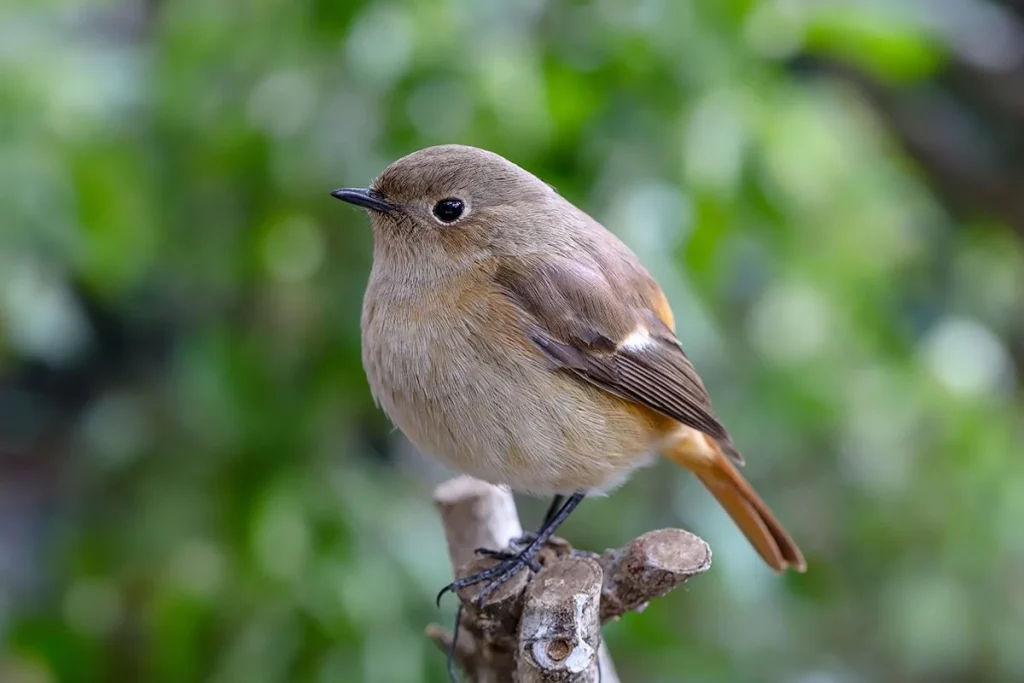 Investigadores identifican el órgano que permite a las aves mantener la dirección durante el vuelo
