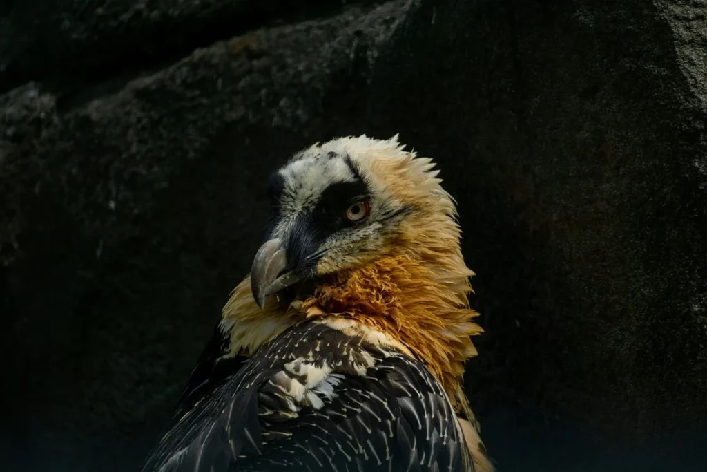 La naturaleza recupera una especie emblemática en Cádiz tras décadas sin avistamientos confirmados