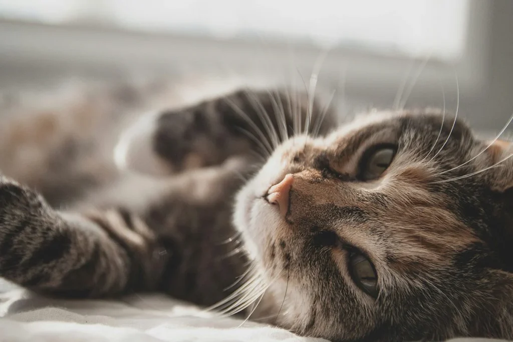 La verdadera historia de los gatos domésticos sale a la luz gracias a análisis genéticos avanzados