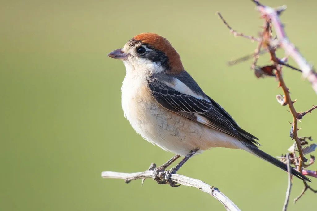 Las aves poseen un sistema interno que les indica la ruta exacta, apuntando a un órgano concreto