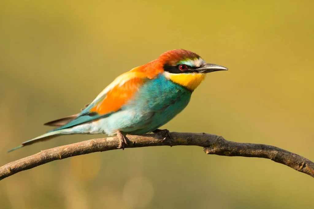 Las aves utilizan un órgano específico para orientarse y saber siempre hacia dónde volar