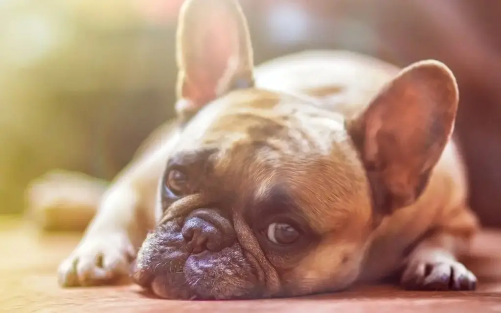 Nochevieja no dura una noche para los animales