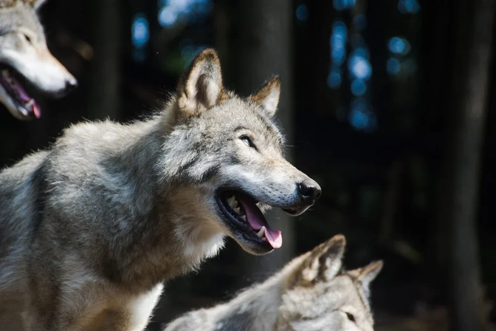 Un descubrimiento fascinante: lobos emplean herramientas con inteligencia similar a la humana