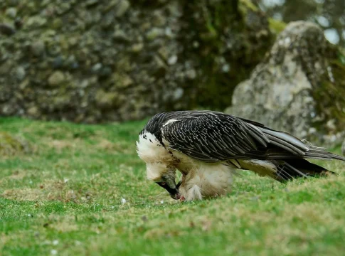 Una especie perdida hace casi cien años reaparece milagrosamente en la sierra de Cádiz Una especie perdida hace casi cien años reaparece milagrosamente en la sierra de Cádiz