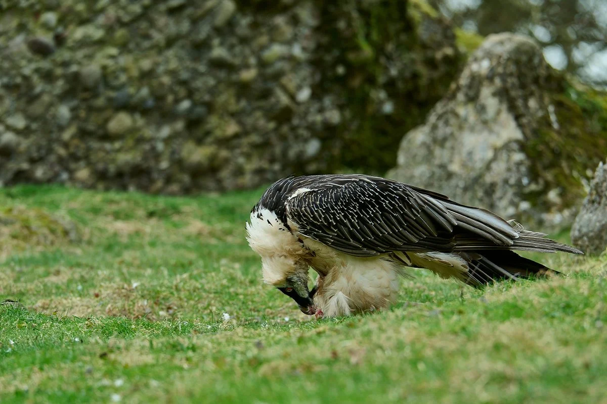 Una especie perdida hace casi cien años reaparece milagrosamente en la sierra de Cádiz Una especie perdida hace casi cien años reaparece milagrosamente en la sierra de Cádiz