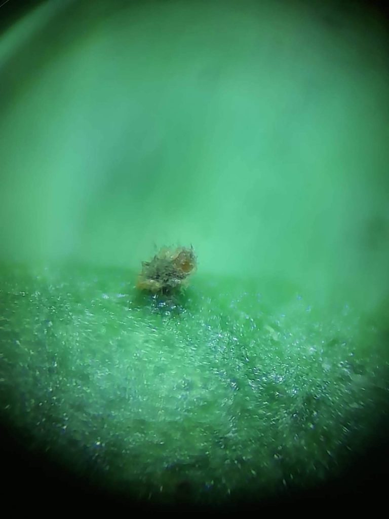 De perder medio cultivo a casi no ver pulgón; la campaña que lo cambió todo