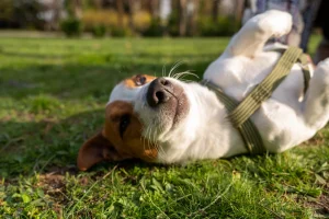 Perro con discapacidad: cómo adaptar tu casa y tus rutinas para sus cuidados