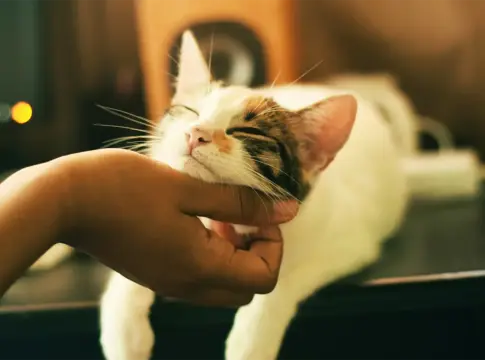 Acariciar a un gato estimula el cerebro y favorece el bienestar emocional Acariciar a un gato estimula el cerebro y favorece el bienestar emocional