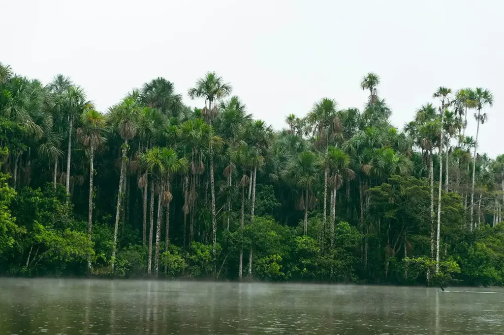 Árboles resilientes modifican su crecimiento para adaptarse y mitigar los efectos del cambio climático