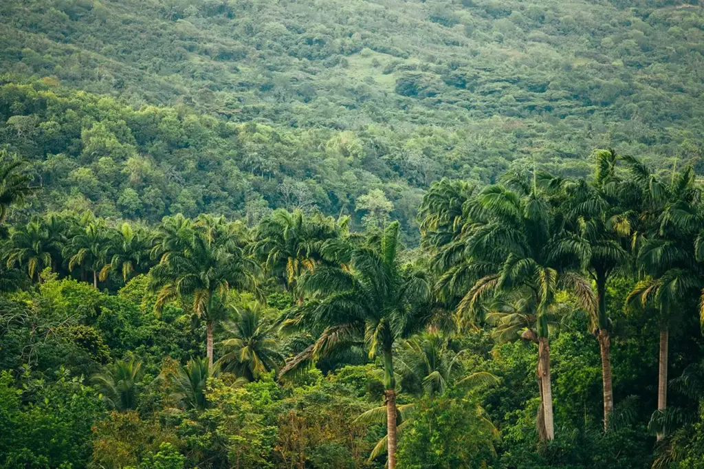 Bosques que engordan: árboles aumentan grosor y biomasa como respuesta natural al cambio climático