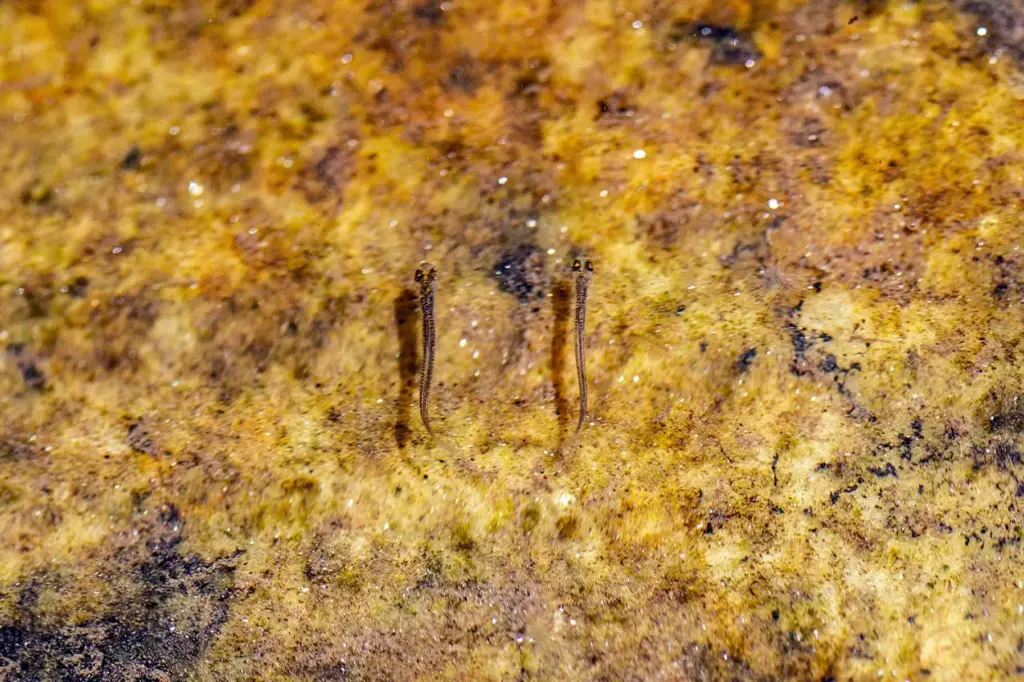 Hallazgo en Cantabria: descubren una especie animal desconocida de hace más de 100 millones de años 1 Cantabria alberga el hallazgo de fósiles de una especie desconocida del período mesozoico