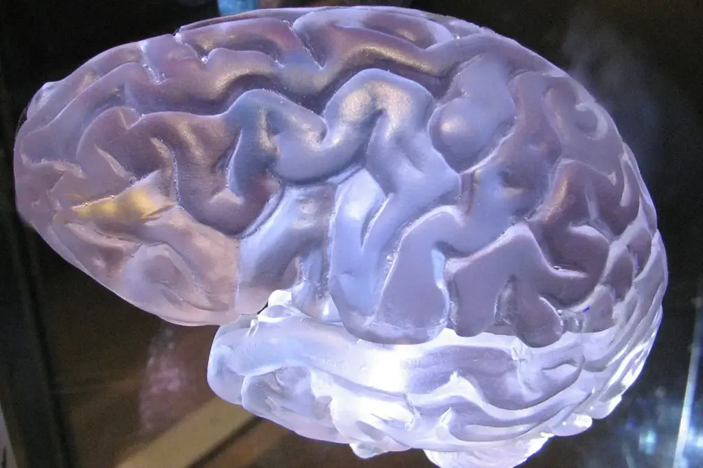 Cerebro sintético creado en laboratorio demuestra aprendizaje y procesos cognitivos complejos