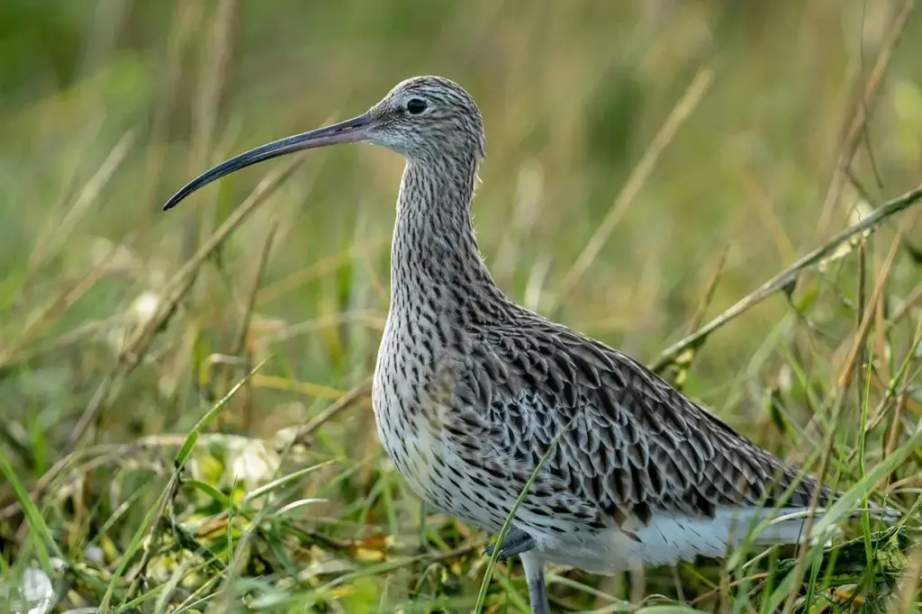 Extinción confirmada: las 6 especies animales que desaparecieron definitivamente de la Tierra en 2025 2 El fin de seis especies marca un hito triste en la biodiversidad global tras su extinción en 2025