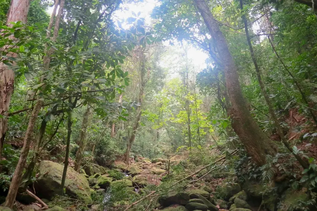 Estudios muestran que los bosques incrementan su masa para actuar como freno del cambio climático global