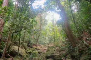 Estudios muestran que los bosques incrementan su masa para actuar como freno del cambio climático global