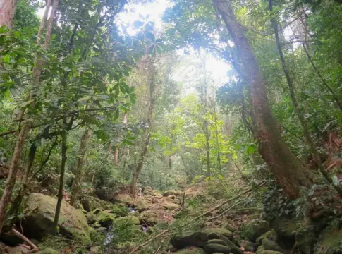 Estudios muestran que los bosques incrementan su masa para actuar como freno del cambio climático global Estudios muestran que los bosques incrementan su masa para actuar como freno del cambio climático global