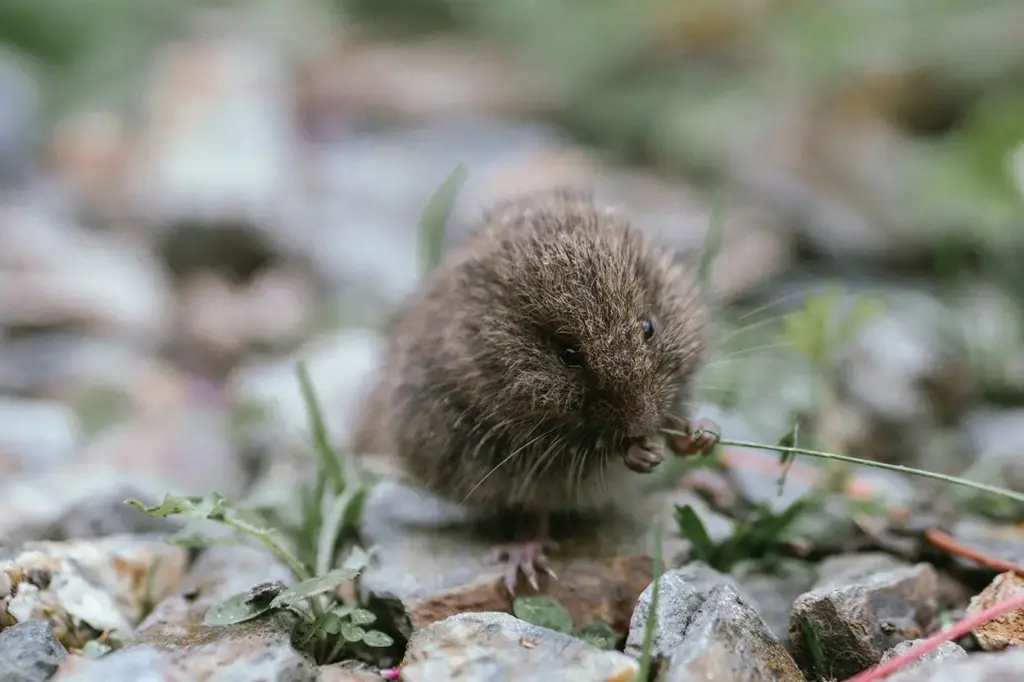 Extinción confirmada: las 6 especies animales que desaparecieron definitivamente de la Tierra en 2025 1 Extinción confirmada de seis especies animales que desaparecieron definitivamente durante 2025