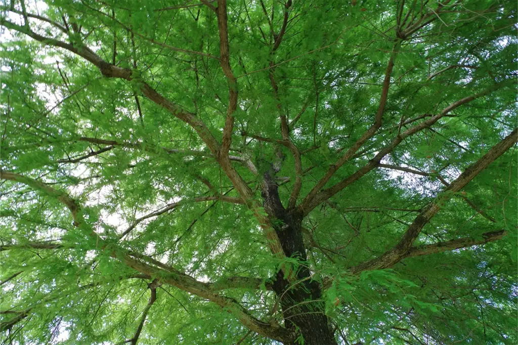 La adaptación evolutiva del árbol eléctrico de Panamá permite captar rayos para aumentar su esperanza de vida