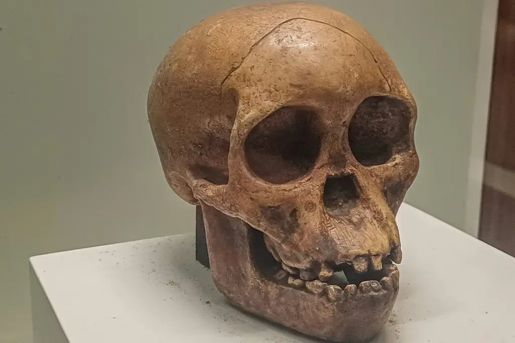 La extinción de los Hobbits revela misterios sobre la evolución del Homo floresiensis
