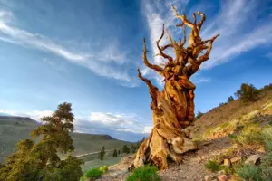 El árbol que sobrevivió a las pirámides: Matusalén, 4.850 años en el pinar bristlecone de California