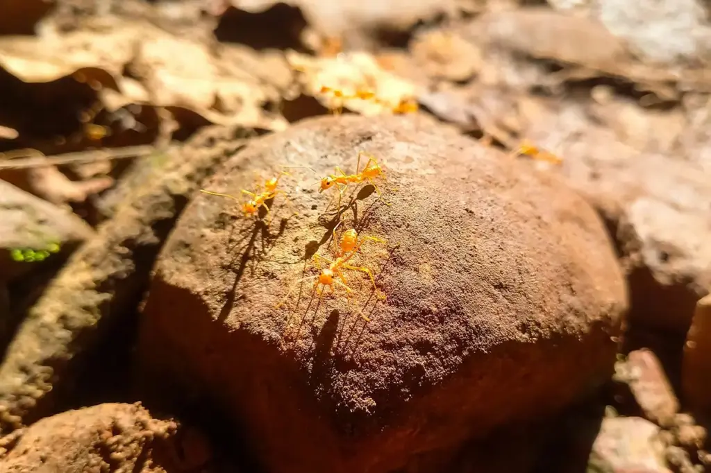 Hallazgo en Cantabria: descubren una especie animal desconocida de hace más de 100 millones de años 2 Paleontólogos encuentran restos únicos en Cantabria que reescriben la historia de la biodiversidad