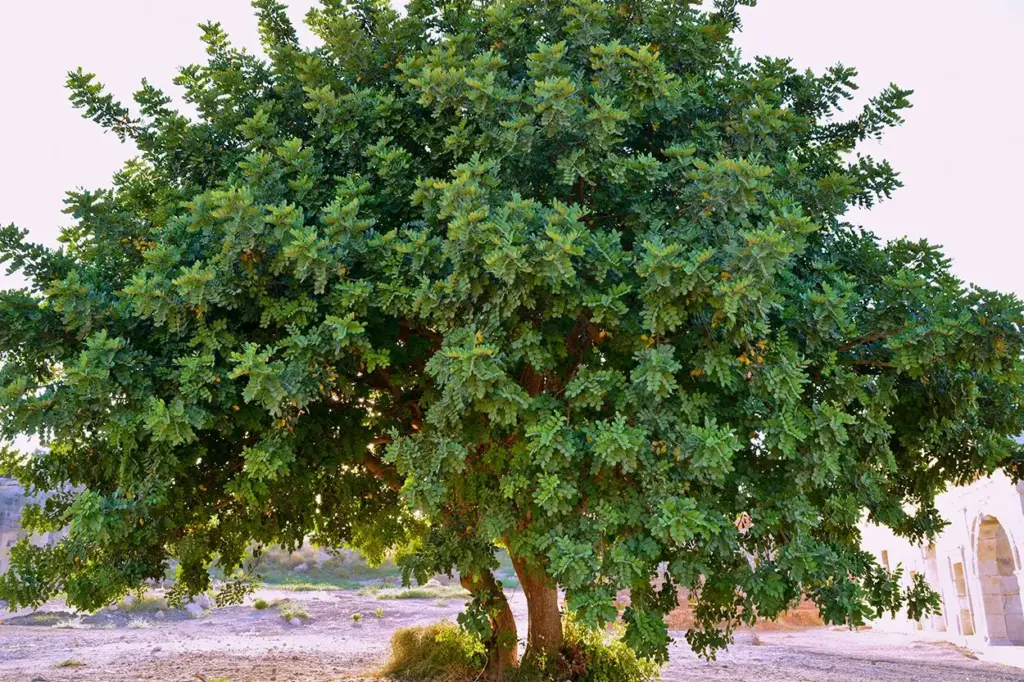 Una especie única en Panamá aprovecha descargas eléctricas para mejorar su ciclo vital