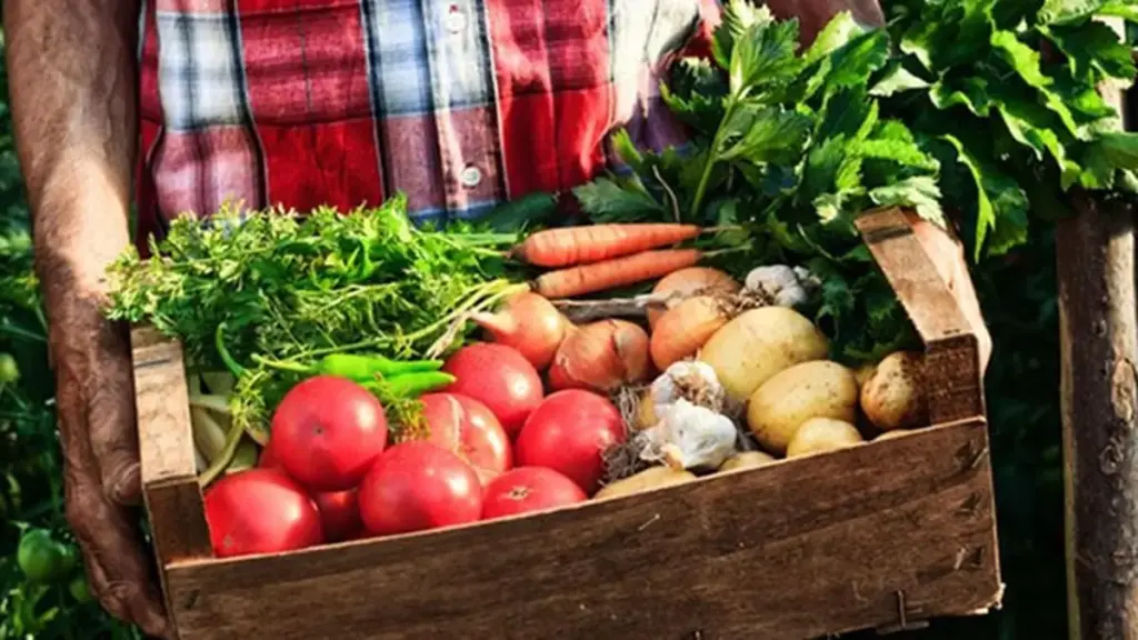 España regala su huerta ecológica: producimos para Europa y pagamos el doble en casa Fuente: Agencias