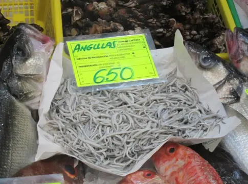 Al Gobierno y la UE les preocupa lo que está pasando con la angula. un kilo a 13.000 euros y una especie sentenciada Al Gobierno y la UE les preocupa lo que está pasando con la angula: un kilo a 13.000 euros y una especie sentenciada