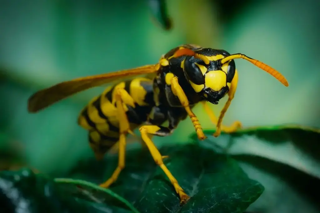 El papel de las avispas en un nuevo descubrimiento abre la puerta a terapias contra el envejecimiento