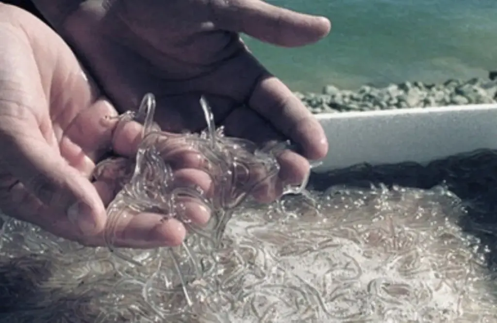 La crisis de la anguila: pesca y precio récord